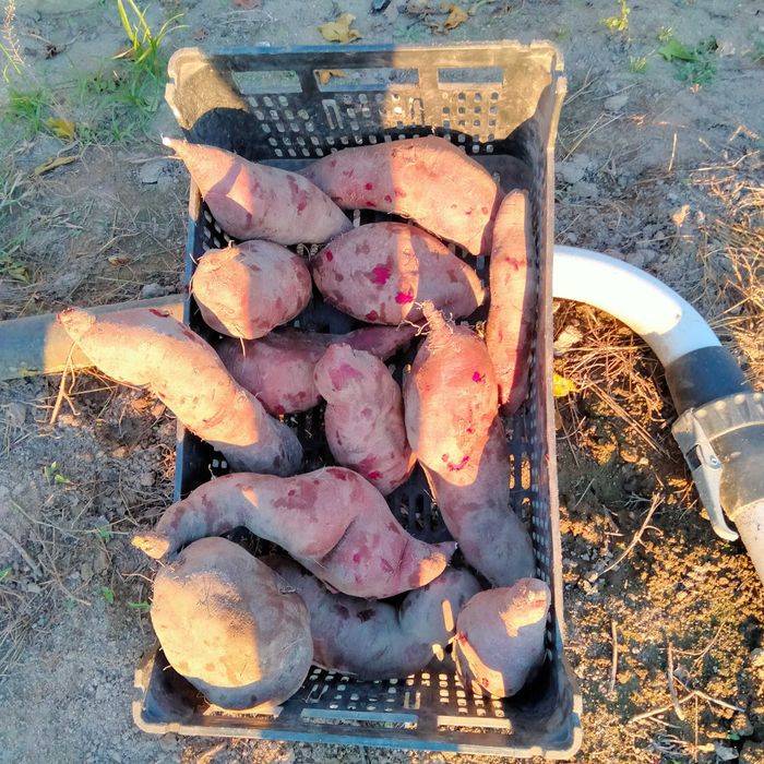 Batatas doces á venda barata e caseira.