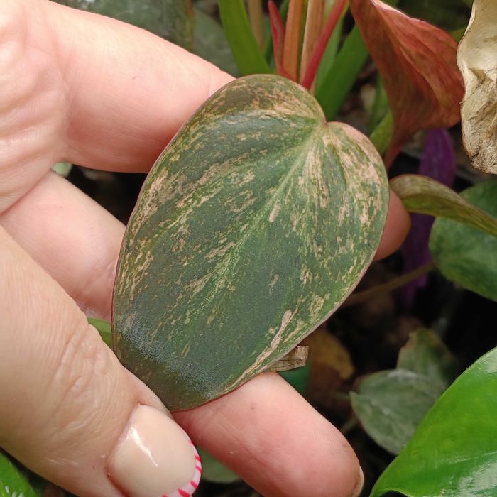 philodendron miscant variegata-ciety szczyt