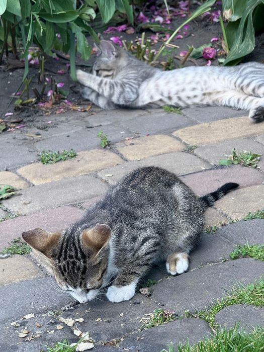 Віддаємо кошенят у хороші руки