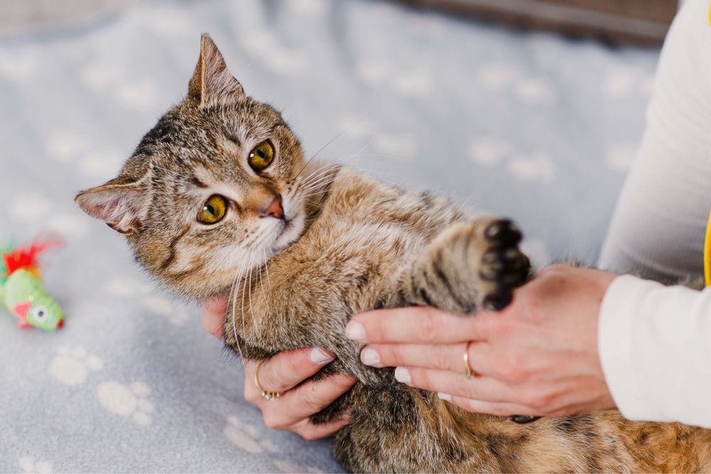 Dwu letnia Bunia szuka domu!