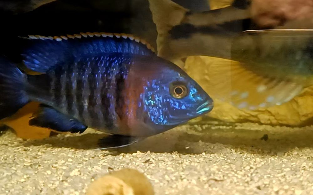 Aulonocara hansbaenschi