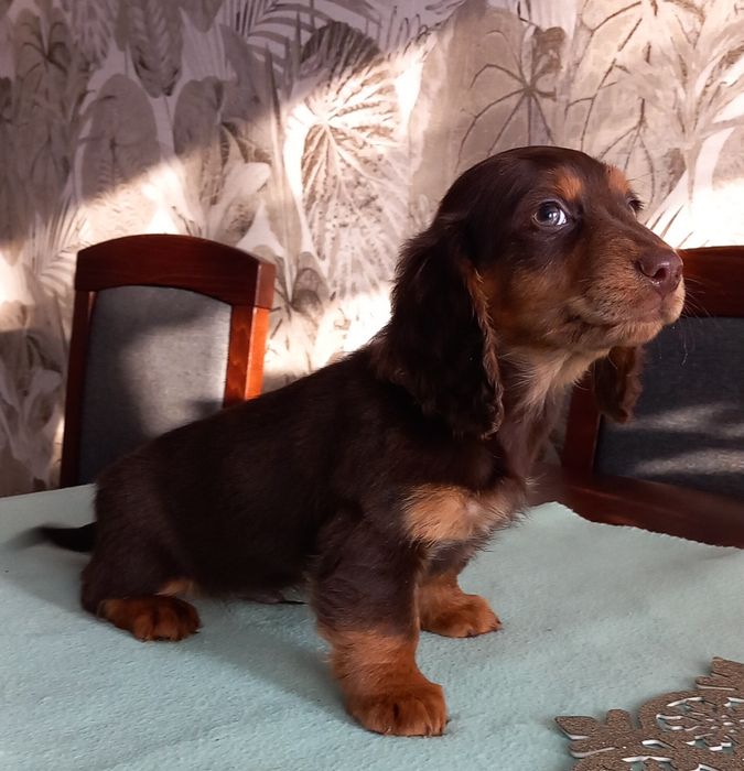 Jamnik miniatura długowłosy