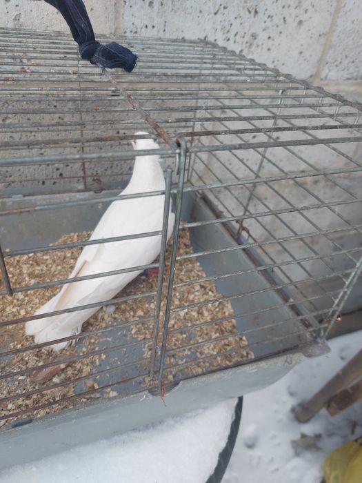 Perłowy masłowy samiec