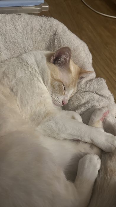 Gato para adocao responsável
