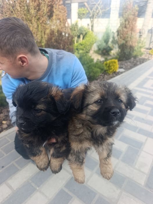 Цуценята Пікінеса