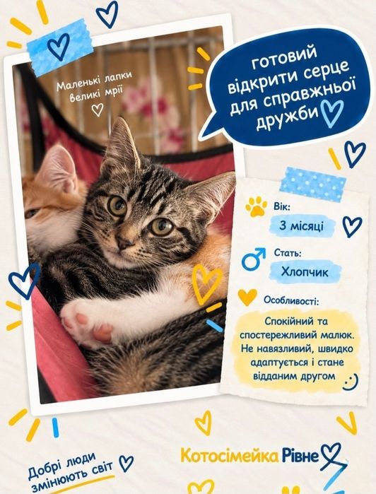 Кошенята тигрові, хлопчики в люблячі руки (кіт, котик, котеня)