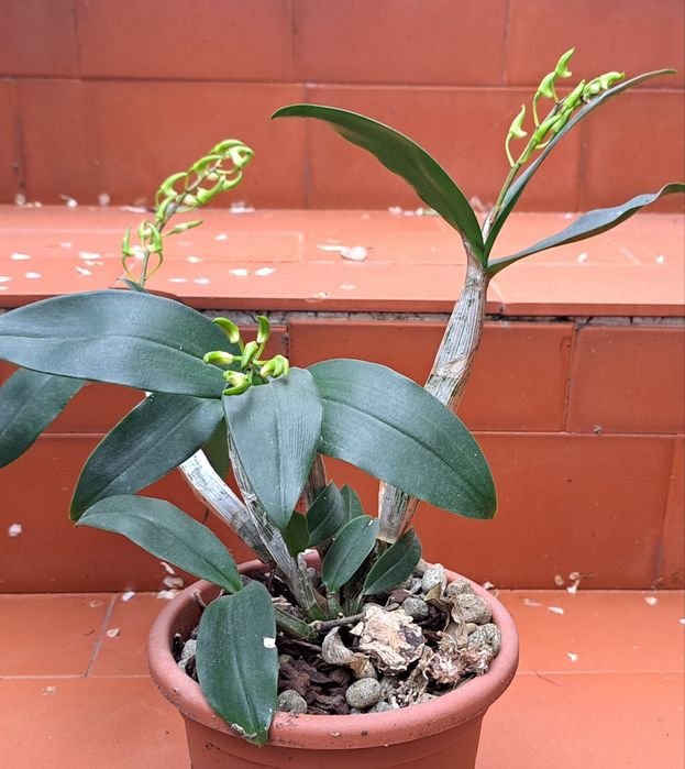 Orquidea Dendrobium Hilda Poxon