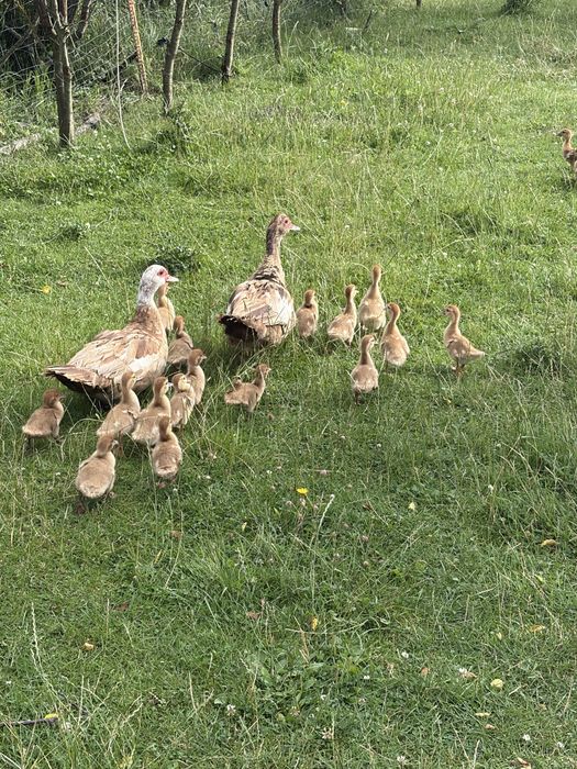 Sprzedam kaczki biegusy francuskie i call duck
