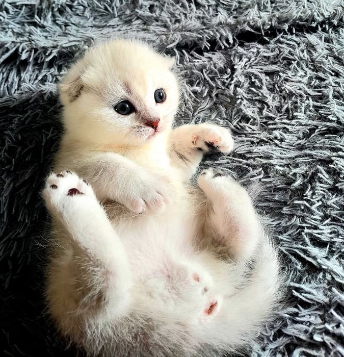 Дорогі кошенята британські шиншили! Шикарні розкраси! Приймаю бронь