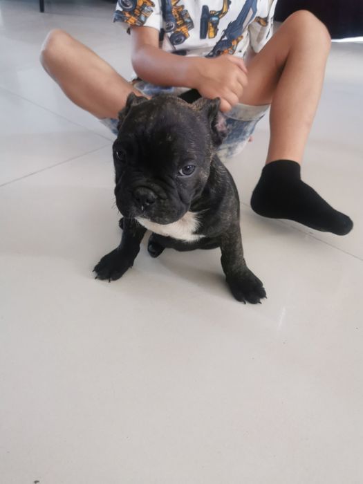 Buldog francuski