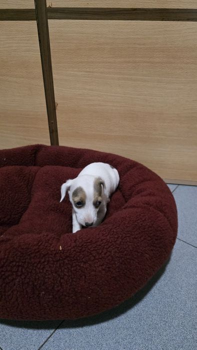 Jack russell fêmea
