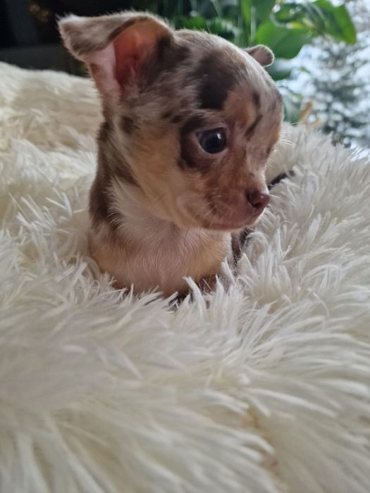 Chihuahua   malutki chlopczyk  *czekoladowy* merle
