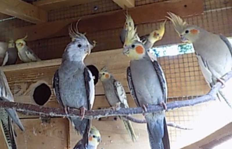 Papugi nimfy prosze czytac opis