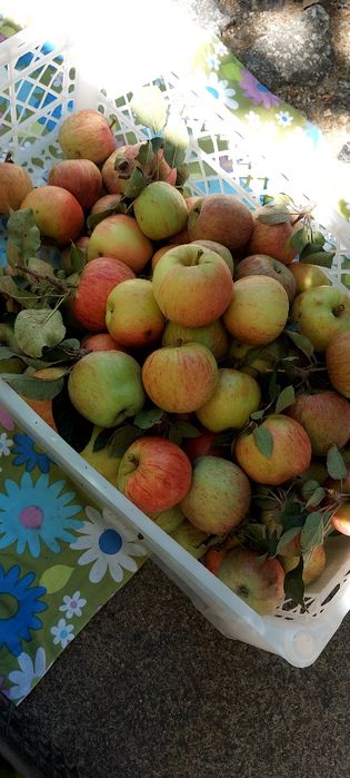 Maçãs caseiras 1,50kg
