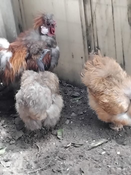 Galinhas sedosas pescoço pelado