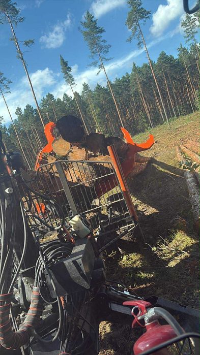 Porządkowanie, usuwanie samosiewów, wycinka drzew transport drewna