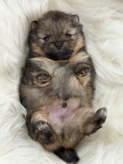 Szpic miniaturowy pomeranian FCI mega misie