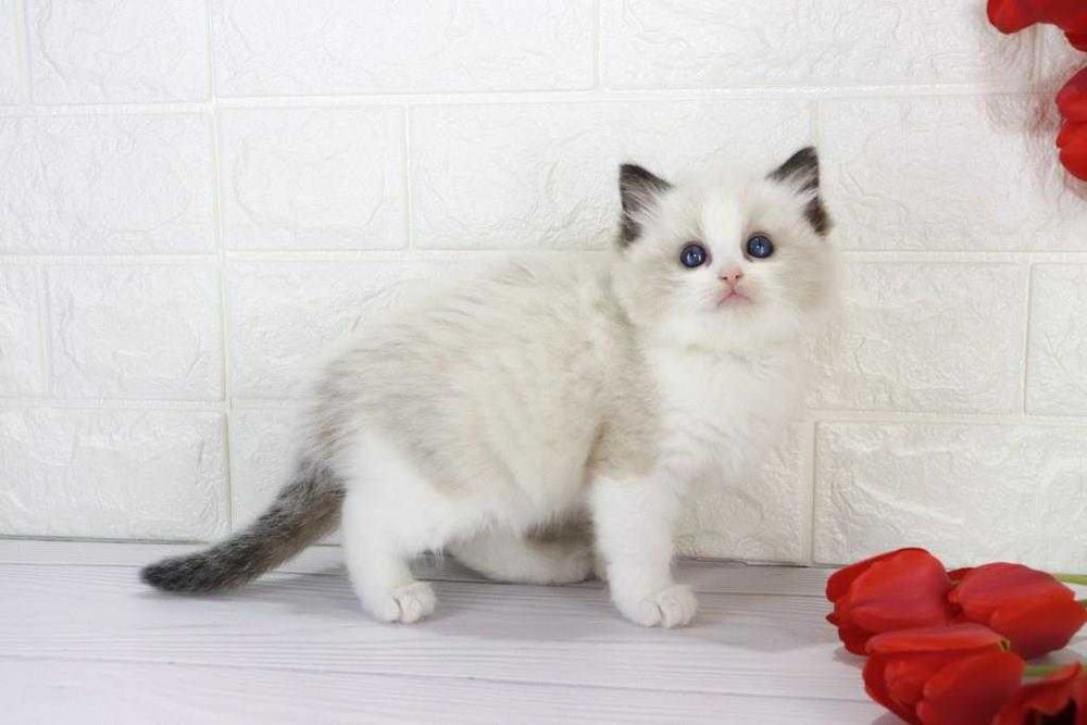 Цікавий і ласкавий котик з вакцинами та гарними навичками-Ragdoll