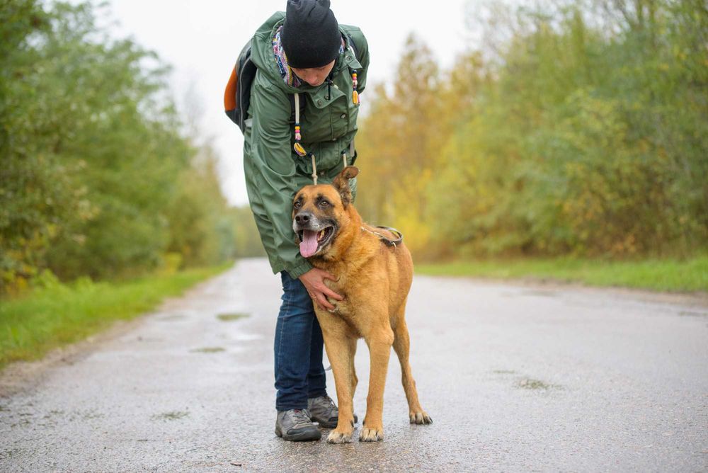 Wspaniały duży rudy pies - Lord marzy o kochającym domu