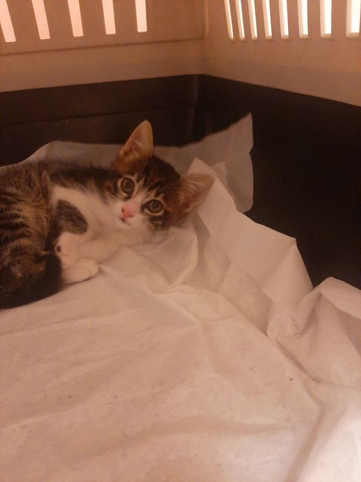 Котенок  срочно ищет дом