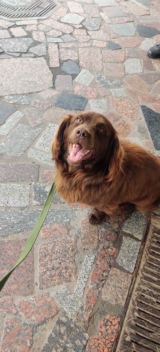 Найден пёс. Бойкен спаниэль