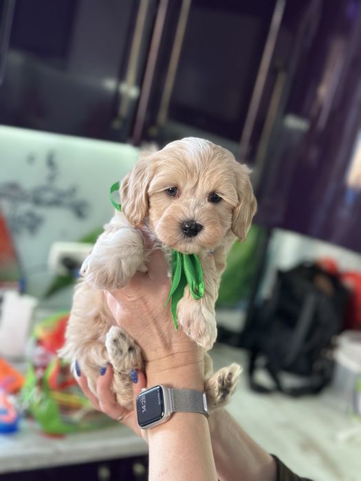 Мальтипу мальчишка