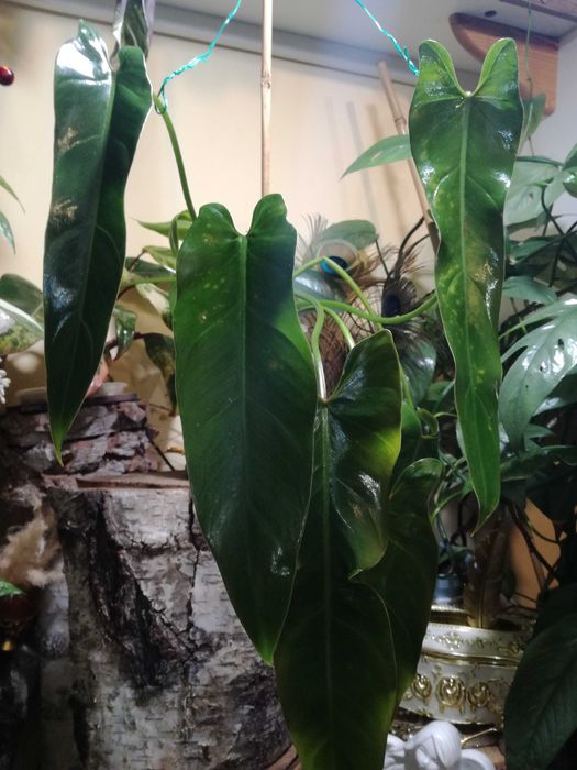 Philodendron Spiritus Sancti Santa Leopoldina UNIKAT monstera filodend