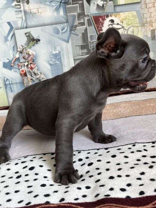 Французький бульдог