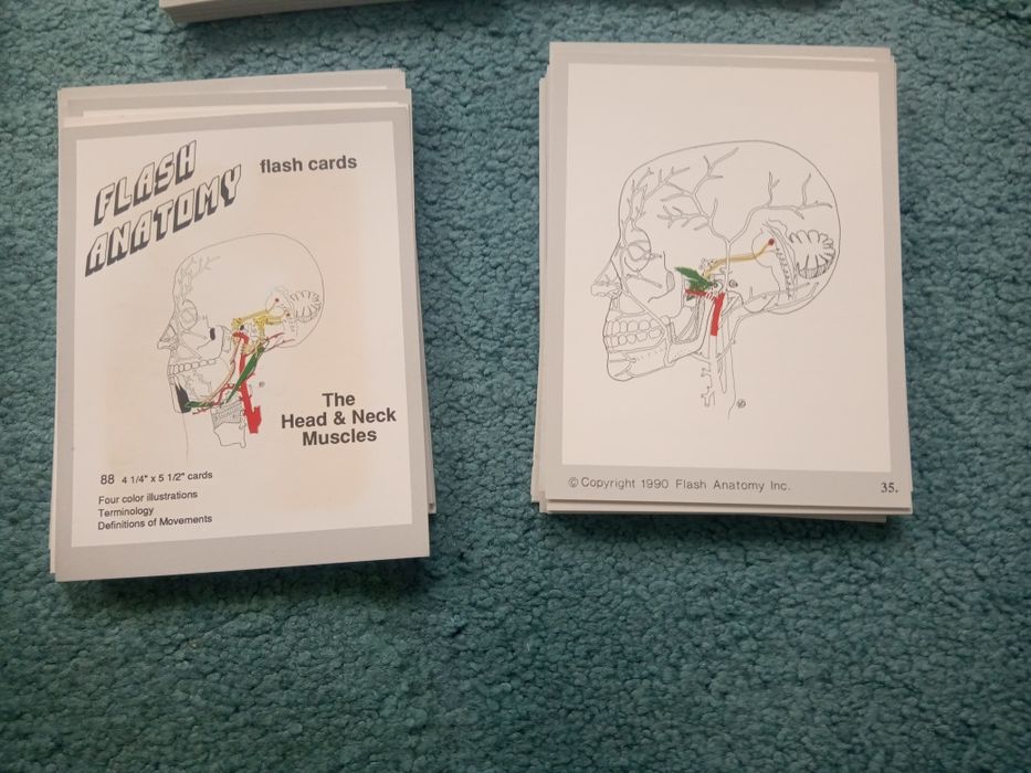 Карточки на английском языке анатомия человека