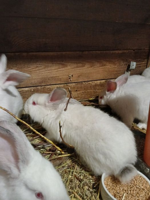 Продам кролей .Полтавское серебро