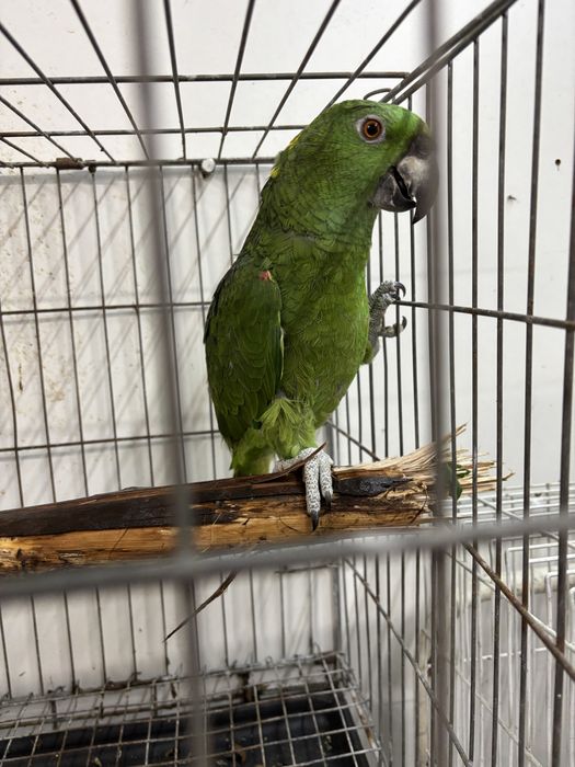 Papagaio auropaliata com 2 anos