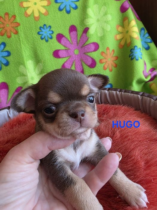 HUGO  zarezerwowany
