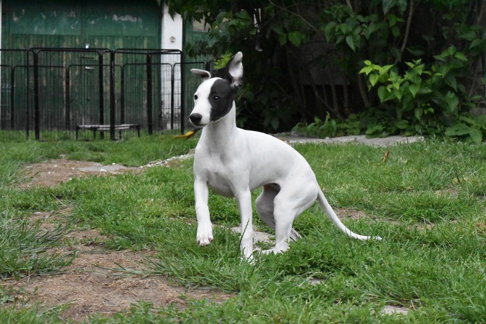 Chart angielski whippet suczka ZKwP FCI