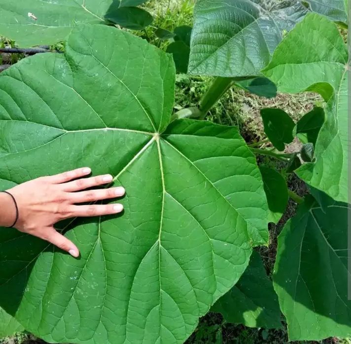 Drzewo tlenowe paulownia WYSYŁKA