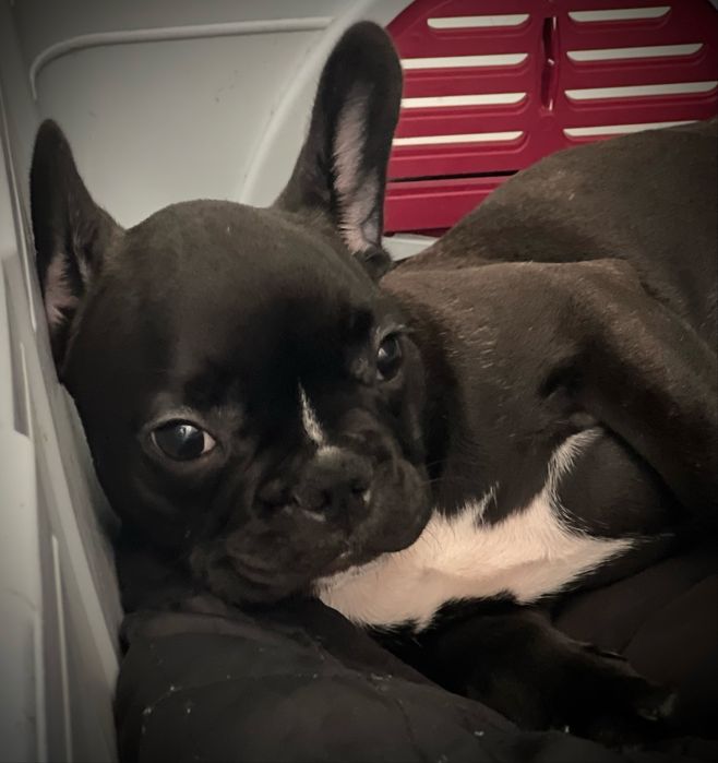 Bulldog frances