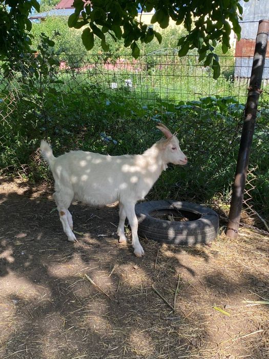 Продамо кози, козенята, цапки