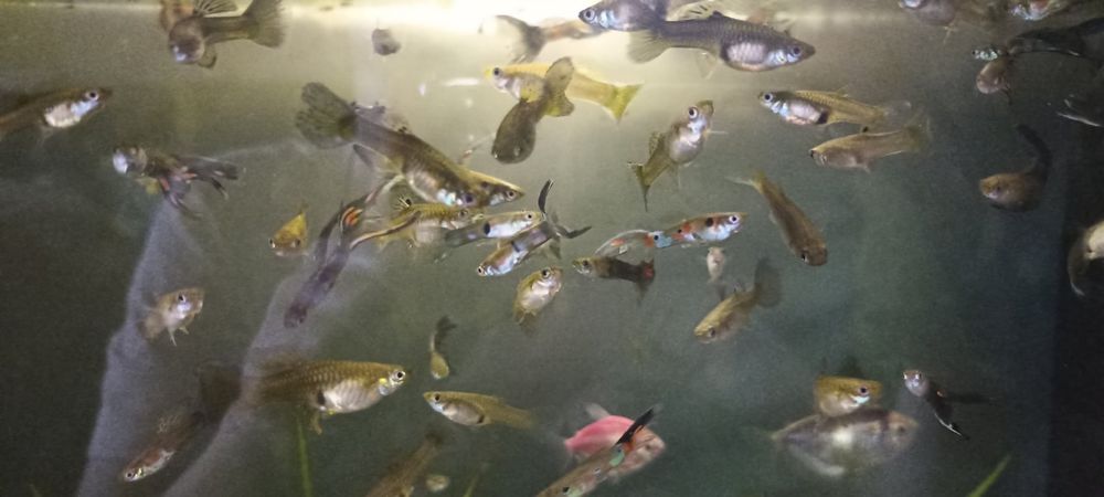 Продам рибок гуппі