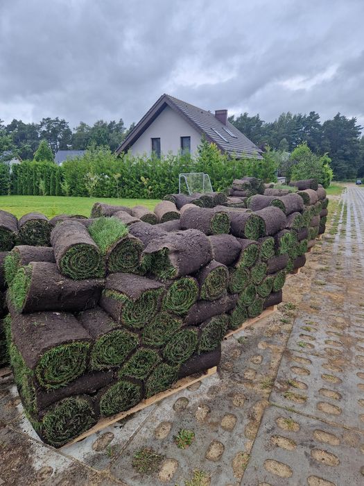 Trawa z rolki 40 m2 trawy rolowanej z dostawa pod dom