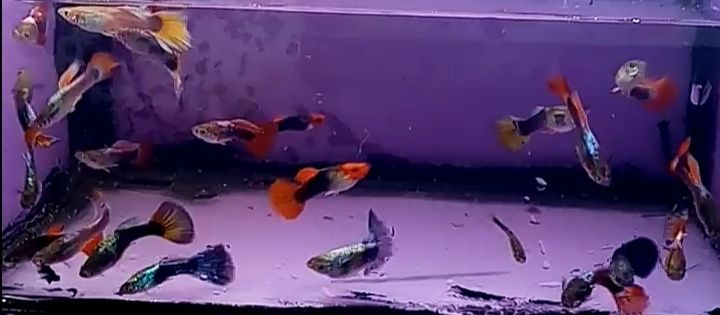 Gupik  mix różne kolory