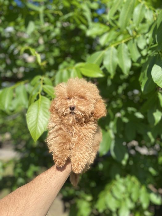 Чудовий хлопчик мальтіпу