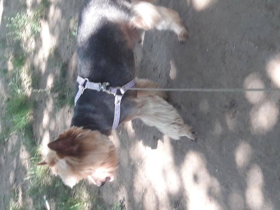 Красавчик йорк для вязки