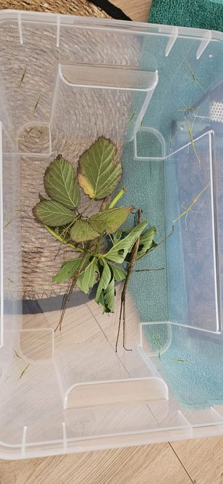 Patyczaki młode oddam