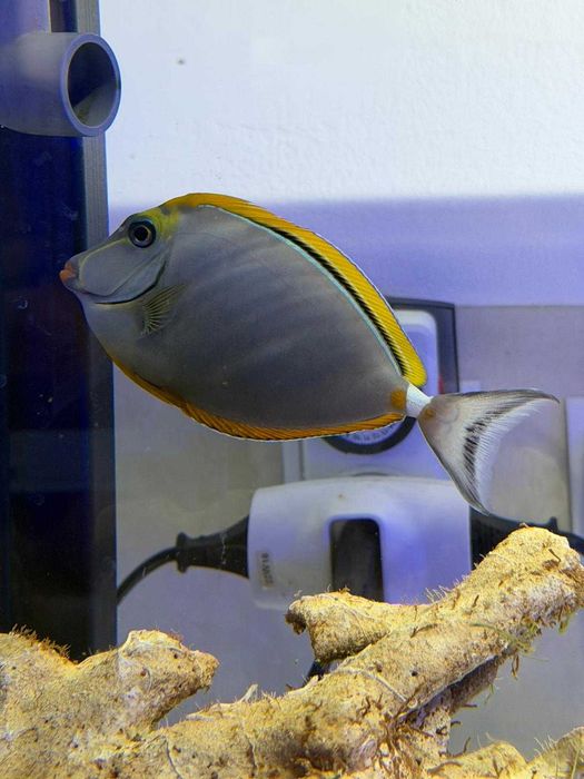 Naso elegans (L) – pokolec elegancki 10–12 cm | ryba morska