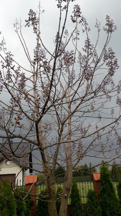 Paulownia-Cesarskie drzewko szczęścia - nasiona