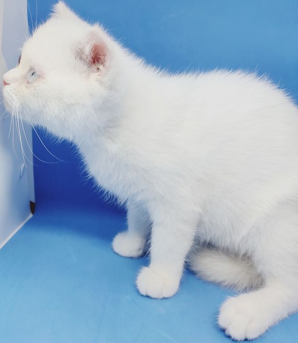 Скотиш страйт, шотландский, короткошерстный