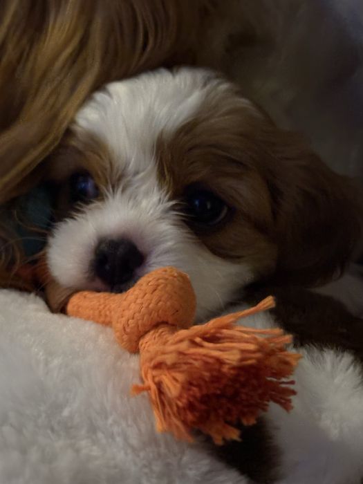 Cavalier King Charles Spaniel FCI piesek blenheim