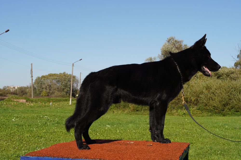 Кобель для вязки