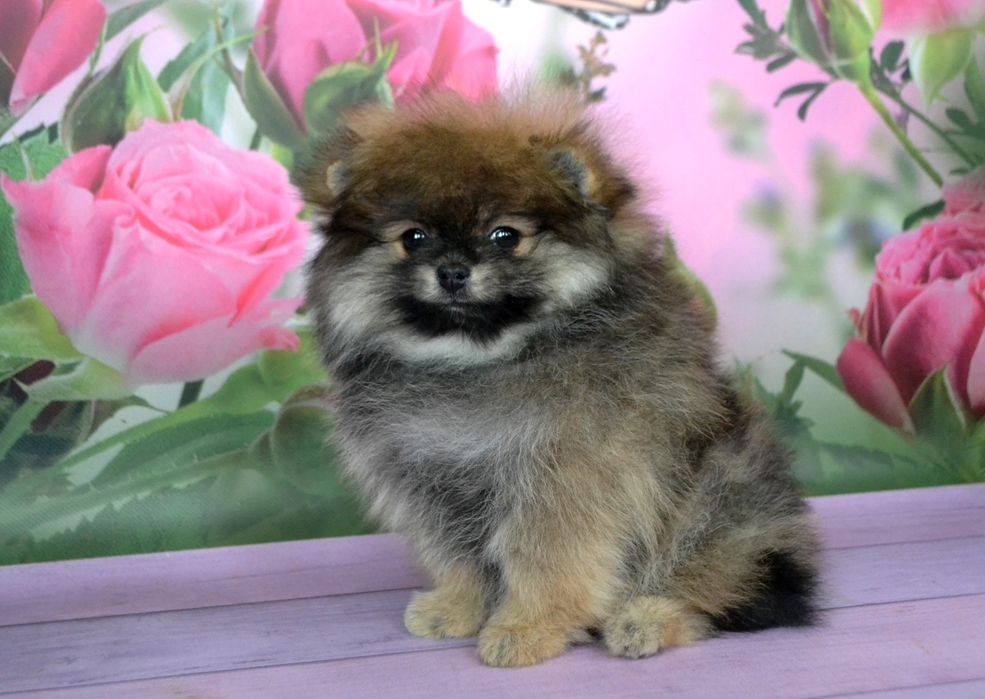 Девочка - померанский шпиц