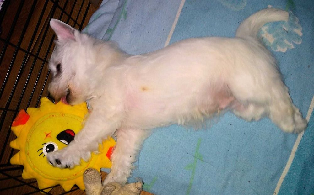 West Highland White terrier chłopiec