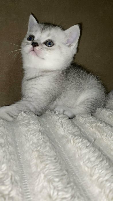 Срібна шотландська шиншила страйт